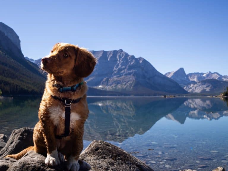 Brown dog on gray stone by the riverbank during the day
